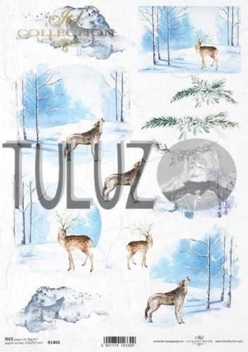 r1466 tuluz.jpg