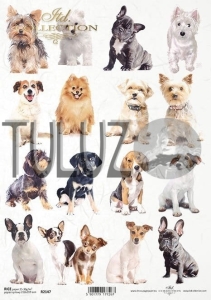 ITD Collection papier ryżowy A4 psy kod.prod.R2147