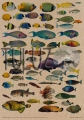 MS030_The_Search_for_Atlantis-10_kraft.jpg